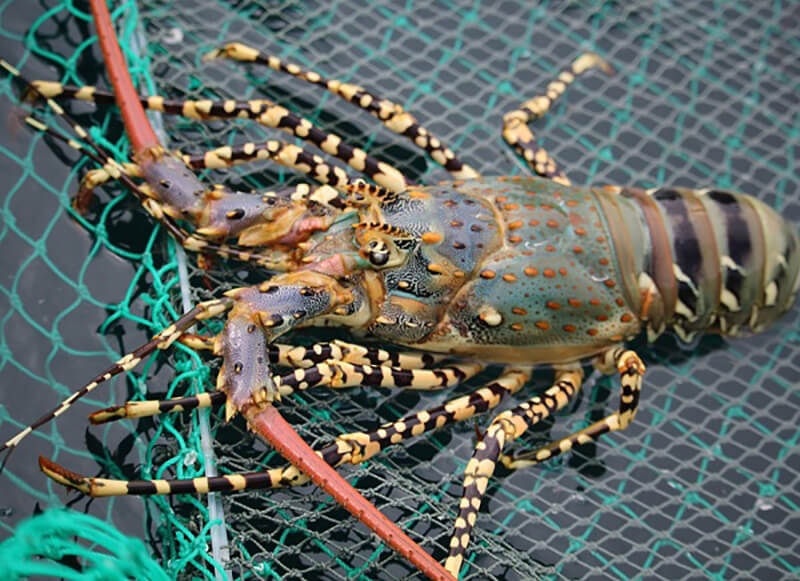 Đấu giá tôm hùm bông Nha Trang size khủng