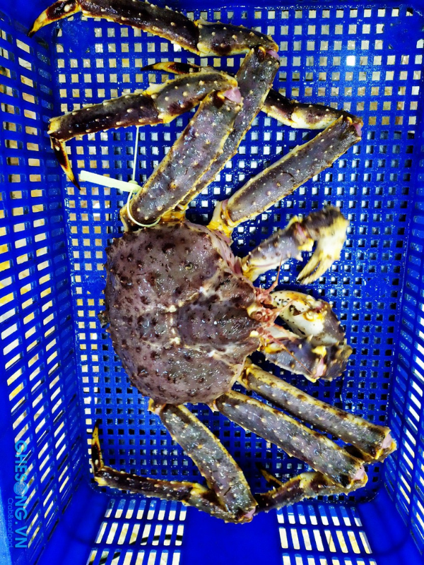 Cua Kingcrab - Ảnh 2