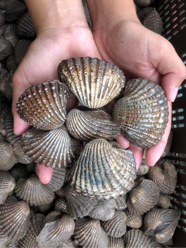 Sò huyết cồ - Ảnh 3