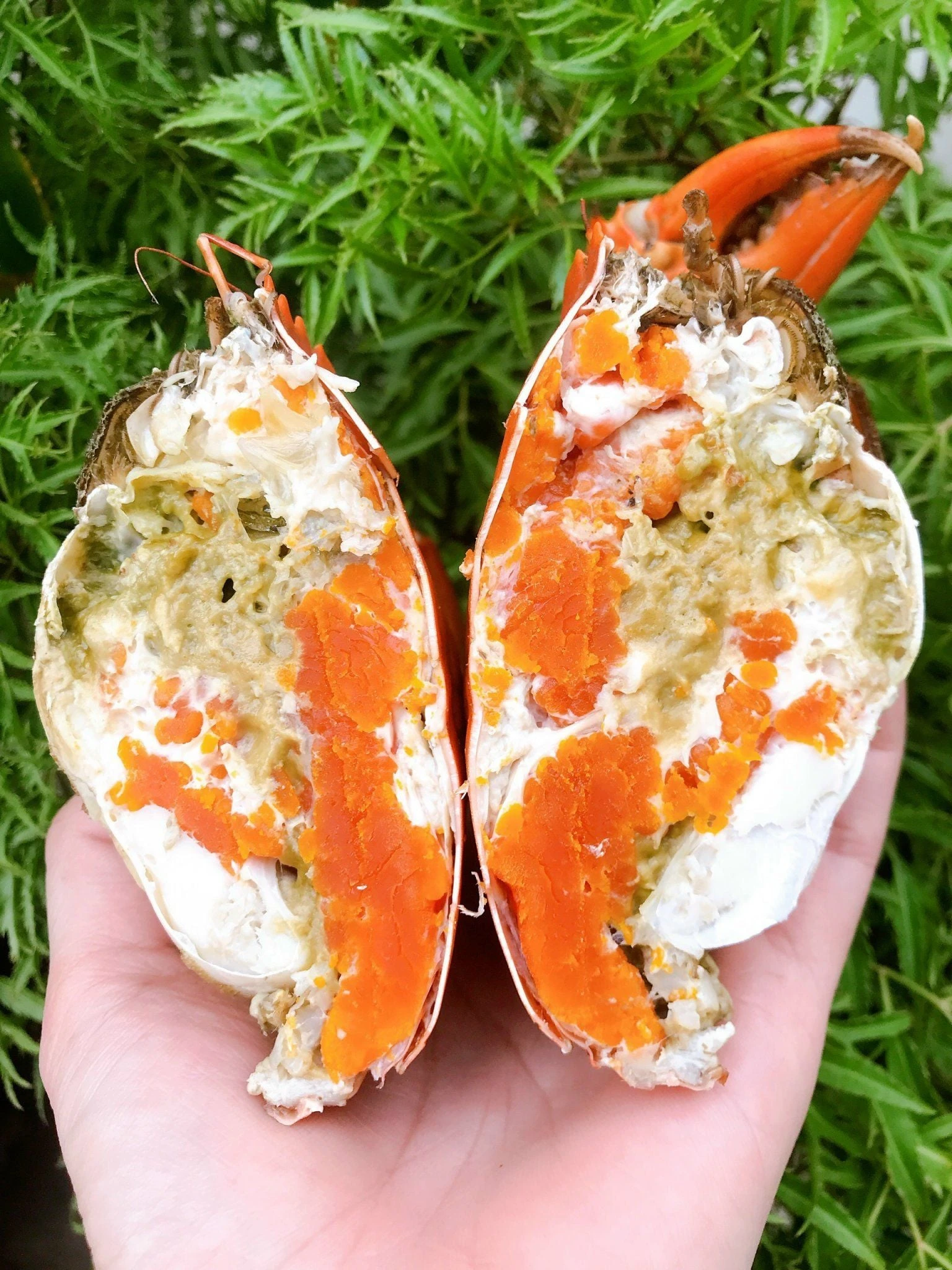 Cua gạch Cà Mau - Ảnh 3