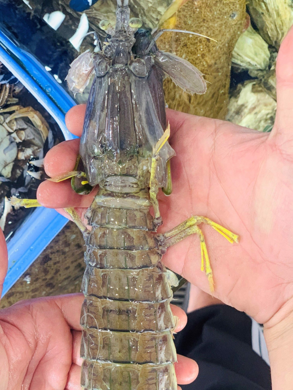 Tôm tít cồ - Ảnh 2