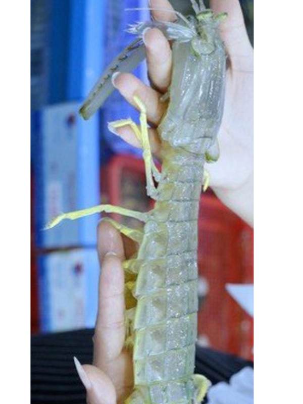 Tôm tít cồ - Ảnh 3