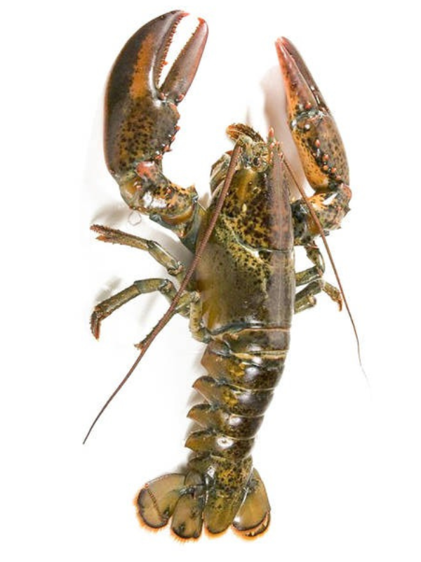 Tôm Alaska - Ảnh 2