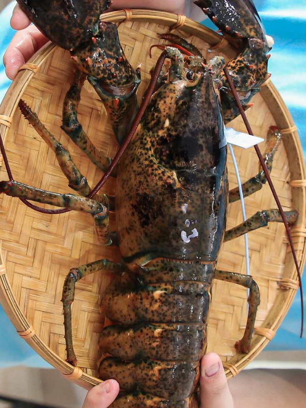 Tôm Alaska - Ảnh 4