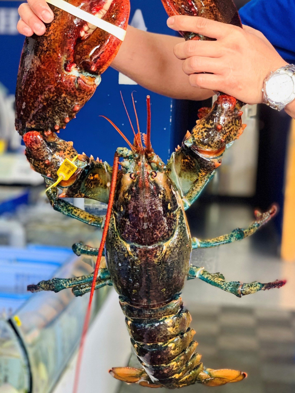 Tôm Alaska - Ảnh 5