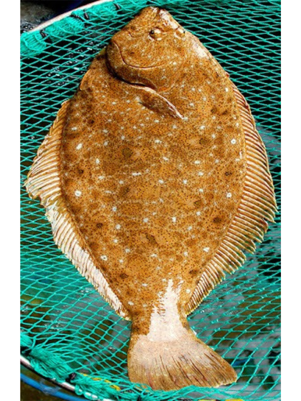 Cá bơn Hàn Quốc - Ảnh 3