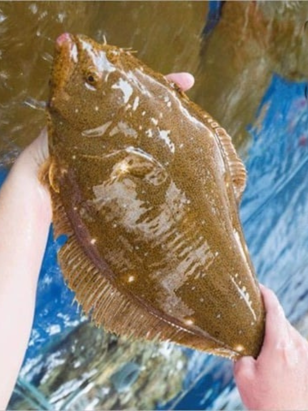 Cá bơn Hàn Quốc - Ảnh 4