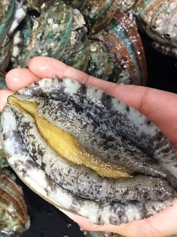 Bào ngư Hàn Quốc - Ảnh 4