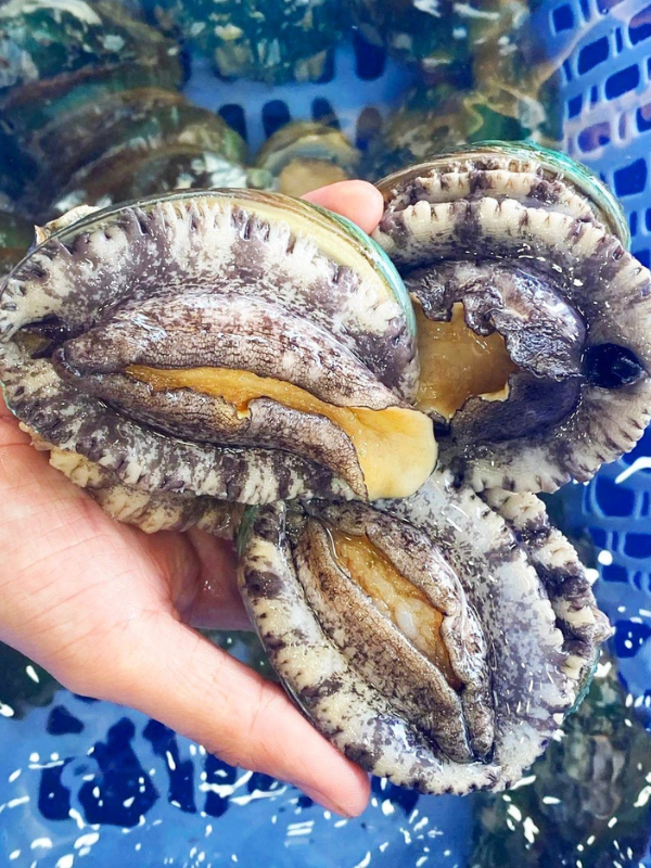 Bào ngư Hàn Quốc - Ảnh 6