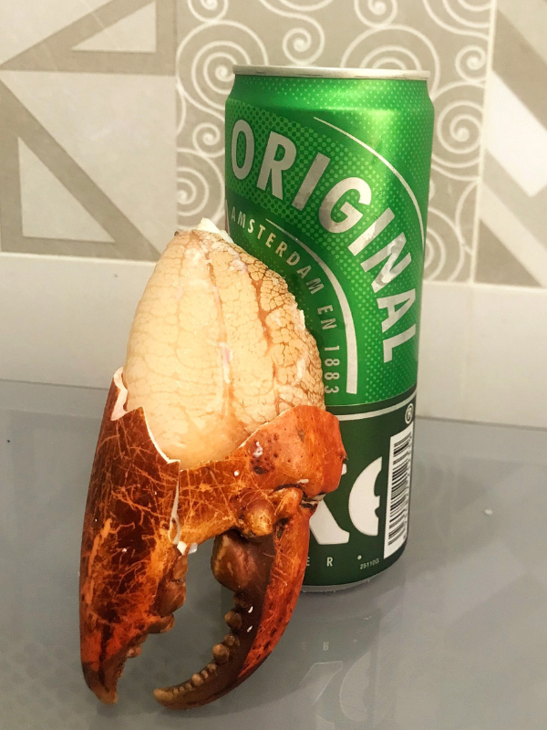 Cua Cà Mau - Ảnh 6