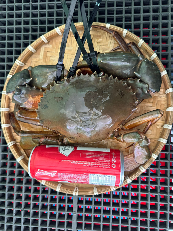 CUA THỊT - CUA CÀ MAU - Ảnh 3