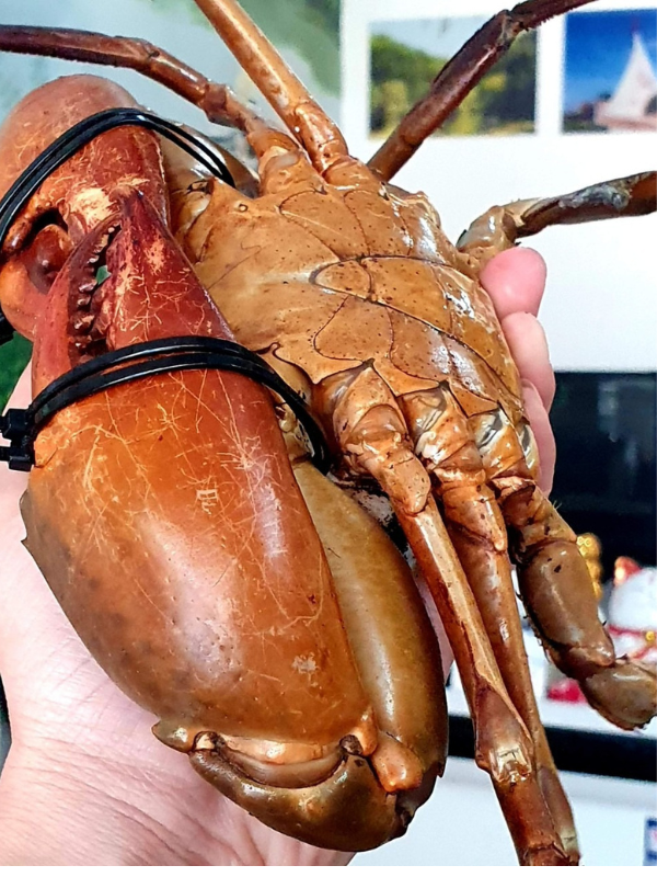 CUA THỊT - CUA CÀ MAU - Ảnh 5