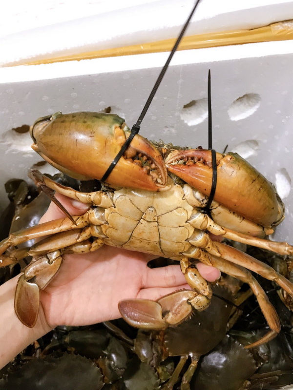 CUA THỊT - CUA CÀ MAU - Ảnh 6