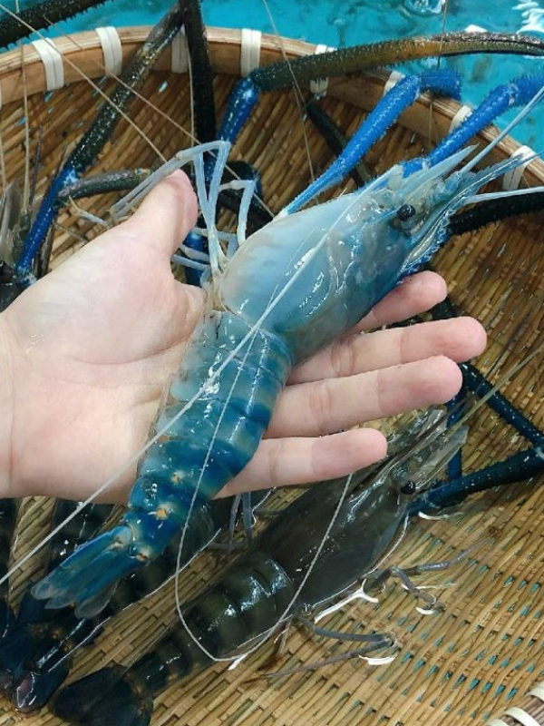 Tôm càng xanh - Ảnh 2