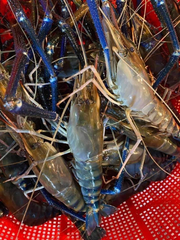 Tôm càng xanh - Ảnh 3