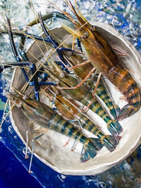 Tôm càng xanh - Ảnh 5