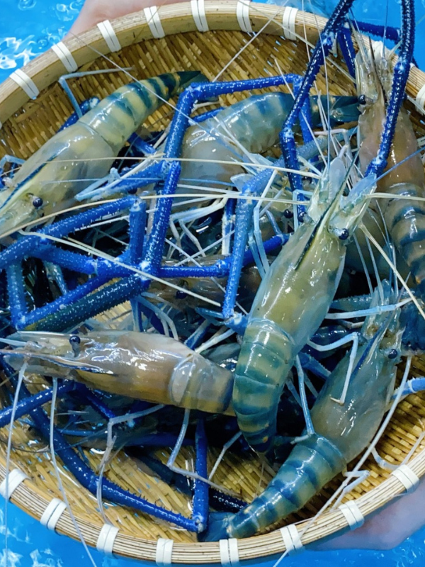 Tôm càng xanh - Ảnh 8