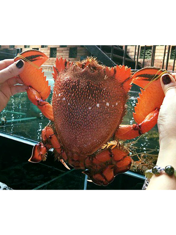 Cua Huỳnh Đế - Ảnh 2