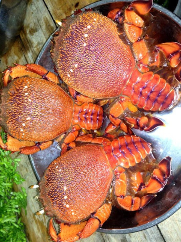 Cua Huỳnh Đế - Ảnh 3