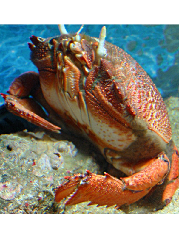 Cua Huỳnh Đế - Ảnh 4