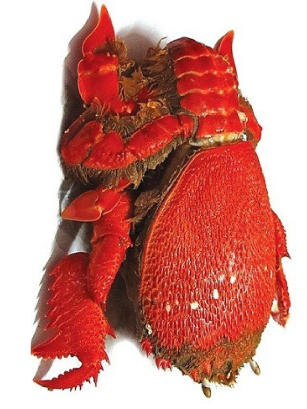 Cua Huỳnh Đế - Ảnh 6